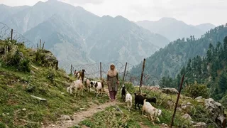 पुंछ में महिला आठ बकरियों संग LoC पार कर PoK पहुंची। (AI Generated)