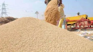 किसानों को धान का मिलेगा 2441 रुपये भाव। (फाइल फोटो)