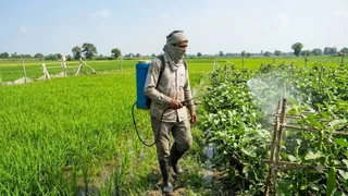 कीट-पतंगों से फसलों को मिलेगी राहत (यह तस्वीर AI की मदद से बनाई गई है।)