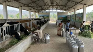10 गायों से हर महीने 1 लाख का दूध कारोबार (एआई जेनरेटेड तस्वीर)