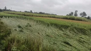 लगातार बारिश के कारण कई जगहों पर धान की फसल जमीन पर गिर गई है।