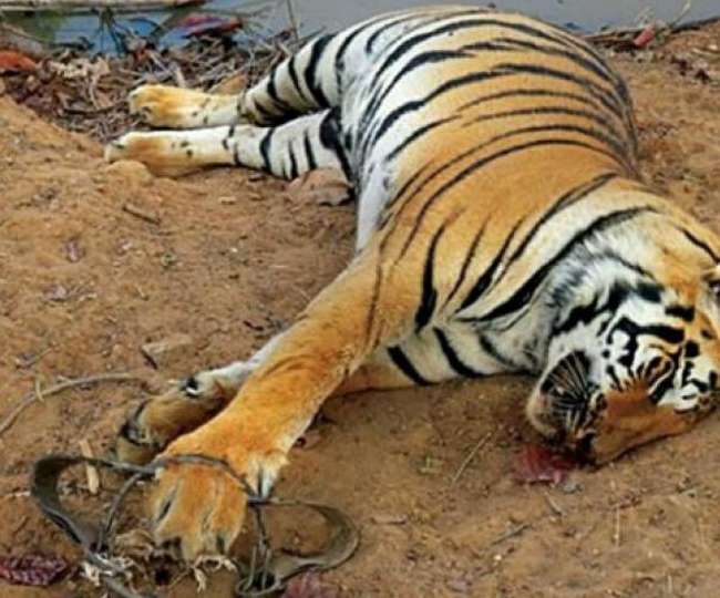 कार्बेट टाइगर रिजर्व में मारे गए थे 20 से ज्यादा बाघ!