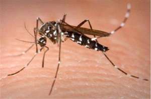 एसी कल्चर में घर से बाहर नहीं निकल रही 'मादा मच्छर'
