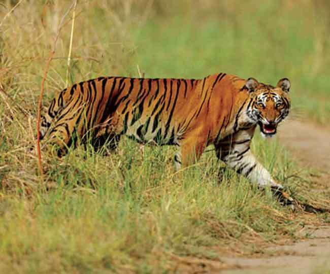 उत्तराखंडः कार्बेट टाइगर रिजर्व में बढ़ रही बाघों की संख्या