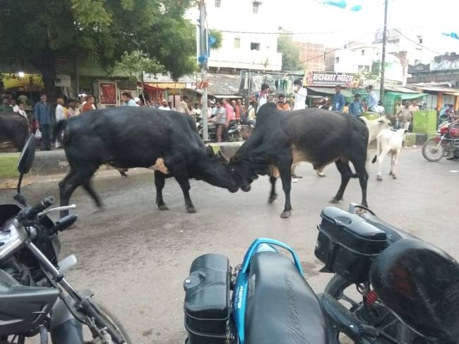 animals are wandering in market - नगर की सड़कों पर आवारा पशुओं का आतंक