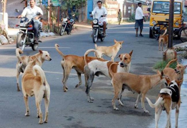  Stray Dogs Problem In City