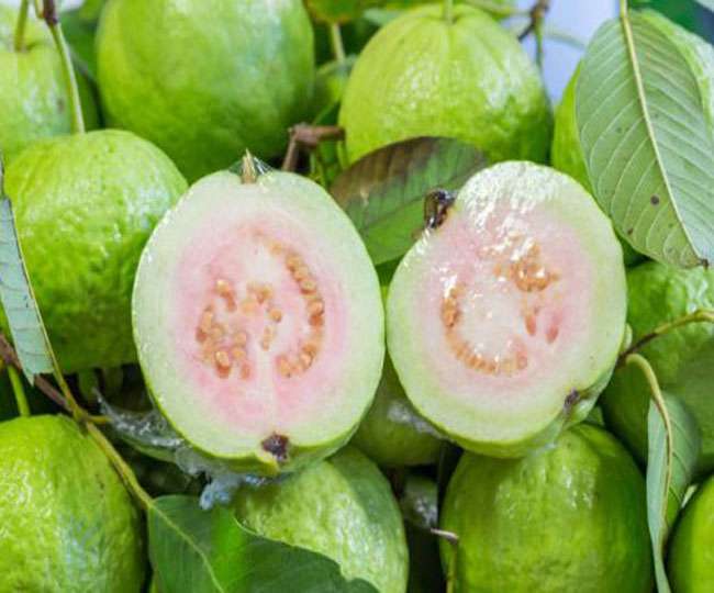 रोगों के लिए तो रामबाण है अमरूद लेकिन क्या आप जानते हैं वास्तु से भी है  इसका संबंध - guava health benefits