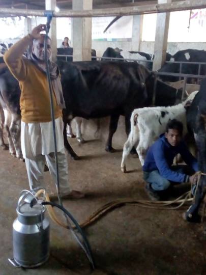 kamdhenu yojna 2018 in up kamdhenu dairy yojana rajasthan