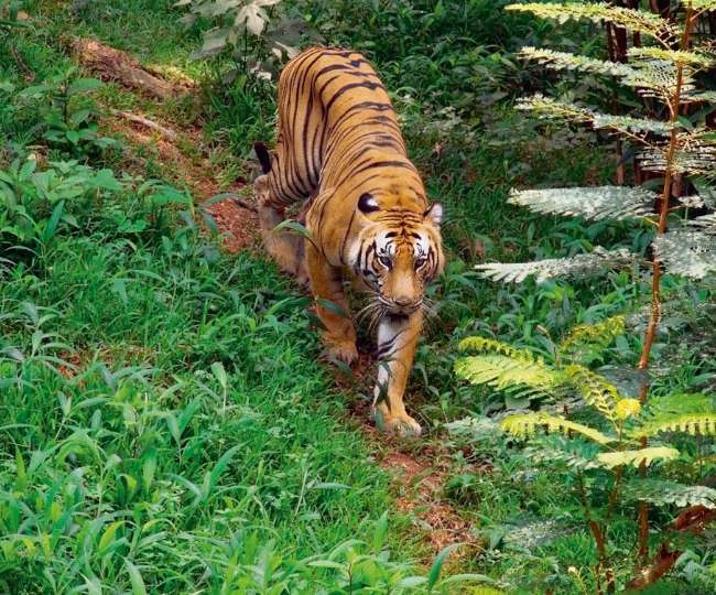 periyar tiger reserve thekkady kerala