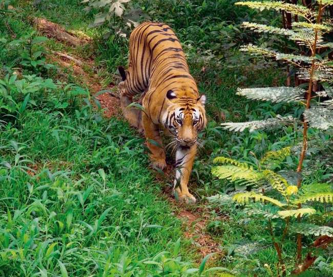 periyar tiger reserve thekkady kerala