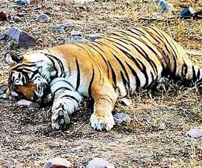 शिकारियों की करतूत: भारत में हर साल 46 बाघों का शिकार