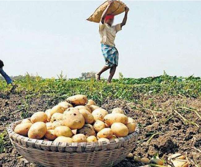 बिहार में आलू किसान बेहाल, विक्रेता मालामाल, ये है वजह Potato Farmers