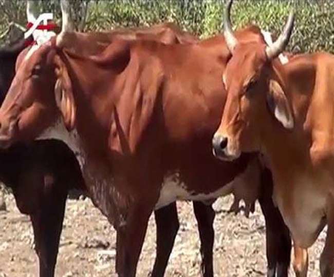 दुनिया में सबसे अच्छा उत्तराखंड की बद्री गाय का दूध