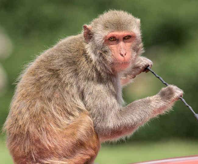 A monkey gave his life for owners birds in kolkata