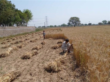 कनीना क्षेत्र में गेहूं की कटाई ...