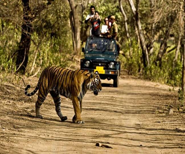 गुजरात: स्टेच्यू आॅफ यूनिटी के पास बनेगा ये शानदार सफारी पार्क, जानिये क्या  होगी खासियत - International level safari park will be built in Kevadia