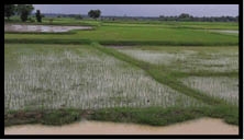 अब तक मात्र 26 फीसद धनरोपनी