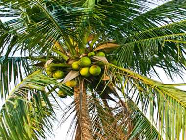 Image result for नारियल का पेड़