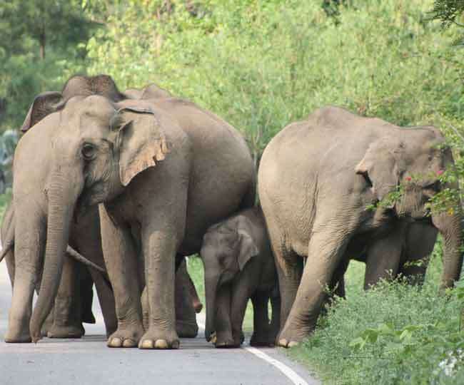 उत्तराखंड में जान सकेंगे हाथियों की संख्या, 23 मई से गणना