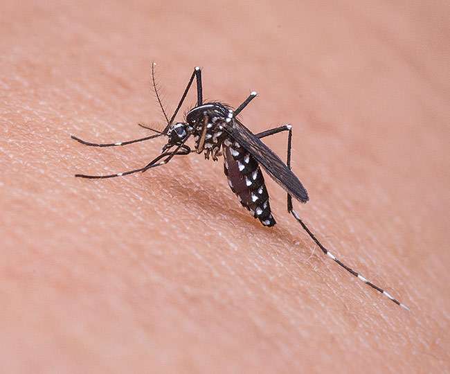 मच्छर अगर दुनिया से खत्म हो जाएंं तो इन्हें होगा सबसे अधिक नुकसान!
