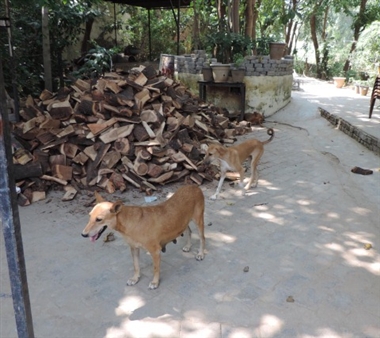 काटने के 72 घंटे के अंदर लगवाएं एंटी ...