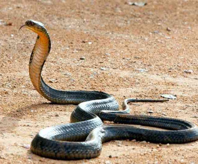 classic snake new study hall classic snake new study hall