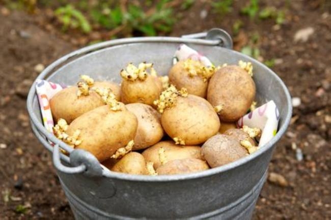Budget of subsidy has been released for the potato seed