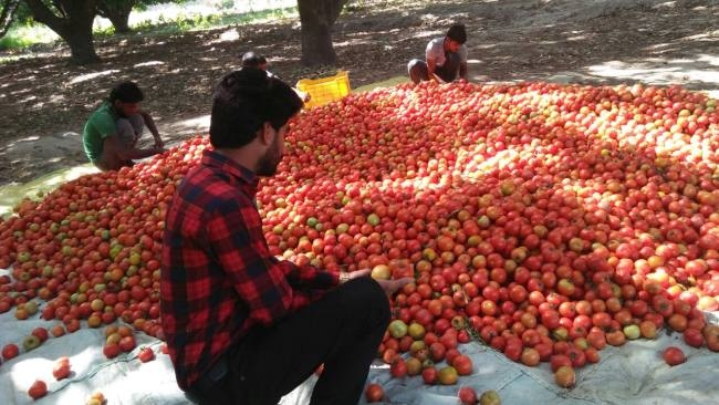 kisan, mandi, tomato, barabanki, uttar pradesh