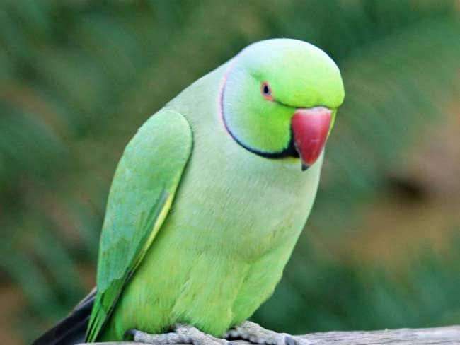 parrot smuggled to delhi and nepal parrot smuggled to delhi and nepal