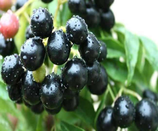 डायबिटीज, ब्‍लड प्रेशर और कैंसर के रोगियों के लिए फायदेमंद है जामुन का सेवन  - Amazing Health Benefits and Uses of Jamun Fruit Black Plum Jagran Special