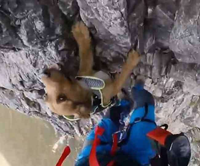 मालिक के साथ सरपट 3 हजार फुट ऊंचा पहाड़ चढ़ गया कुत्‍ता