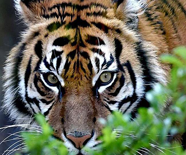 International Tiger Day 2019: जानिए- कब हुई टाइगर-डे की शुरुआत, विश्‍व में कितनी प्रजातियां हैं मौजूद