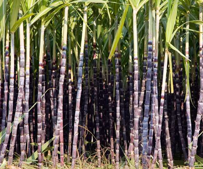Image result for Cane Up In