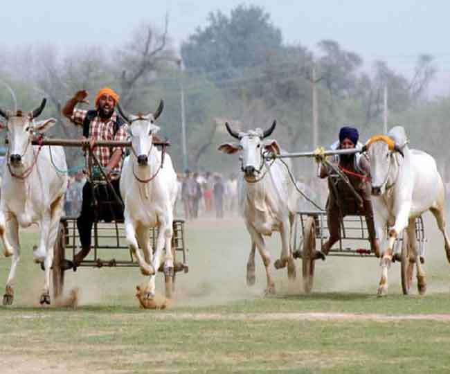 किला रायपुर में फिर होगी बैलगाड़ी दौड़ तैयारियां शुरू मेला 22 फरवरी से - Approach bullock cart race in Raipur Start preparations