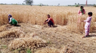 गेहूं व जौ की फसल की कटाई शुरू