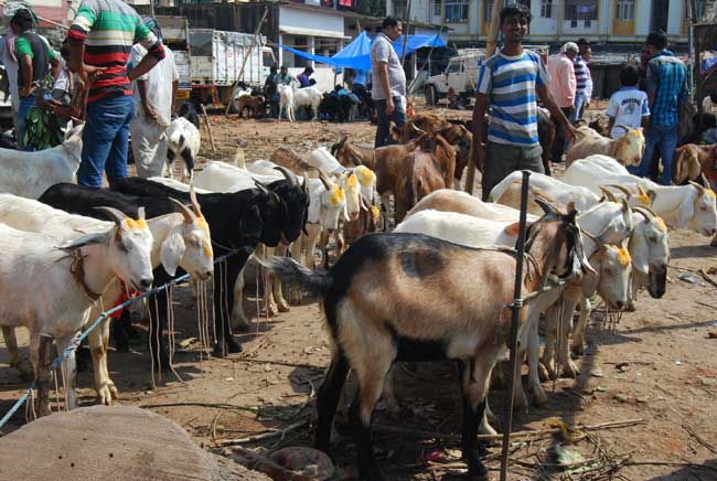 national-news-ఈదుల్-ఆధా-bakrid-festivam-allaah!-sa