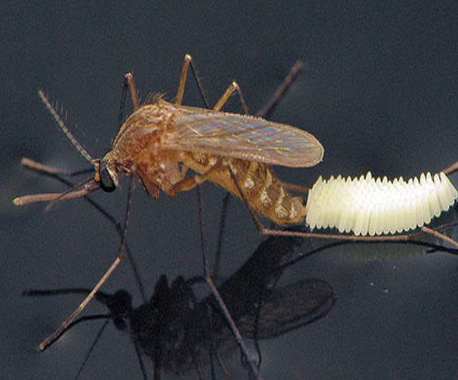 Image result for मच्छरों का प्रजनन दैनिक जागरण