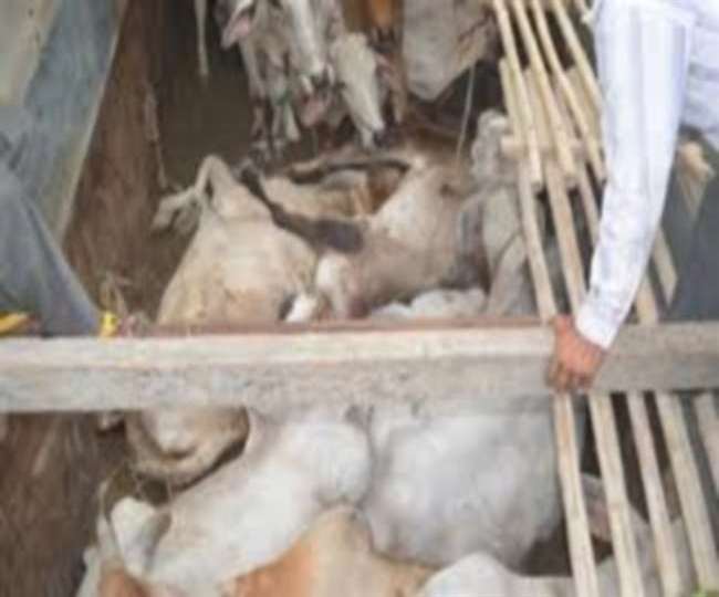 शहर में लौटे पशु तस्कर, तोड़ी मीडियाकर्मी की कार। प्रतीकात्मक फोटो