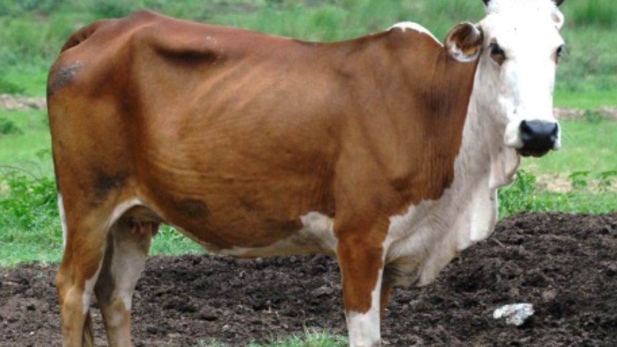 https://www.jagranimages.com/images/newimg/01012023/01_01_2023-cow_23279409.jpg