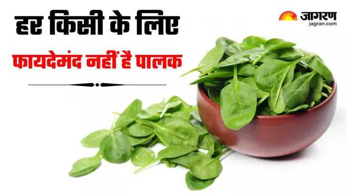 Spinach Side Effects: सर्दियों में भूलकर भी न खाएं ज्यादा पालक, नुकसान जानकर हैरान रह जाएंगे आप (Image Source: Freepik)