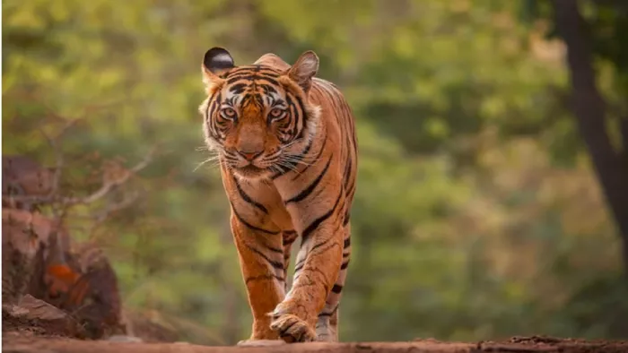 Tiger Reserves in India: नजदीक से करना चाहते हैं बाघों का दीदार, तो घूम आएं ये 5 टाइगर रिजर्व पार्क