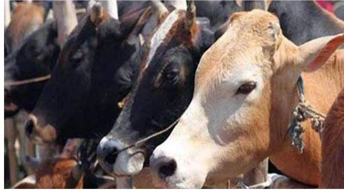 Bihar News: ठंड से पशुओं को बचाने के 5 सॉलिड तरीके, आपके मवेशी कभी नहीं पड़ेंगे बीमार