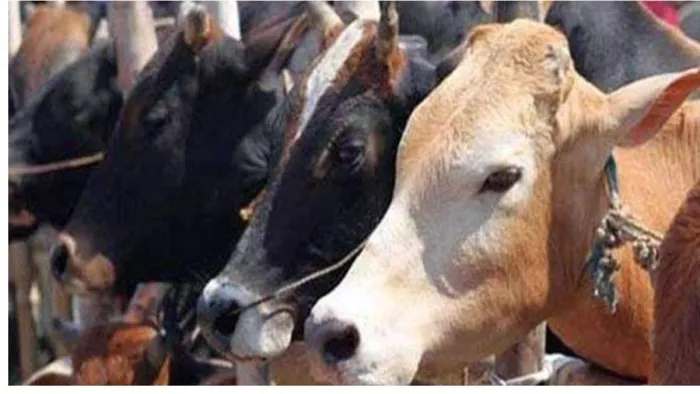 ठंड से पशुओं को बचाने के 5 तरीके (जागरण)
