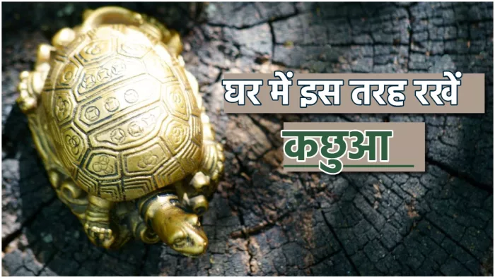 Vastu Tips For Tortoise घर में इस तरह रखें कछुआ।