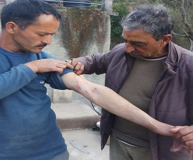 leopard pounce on young man in dwarahat