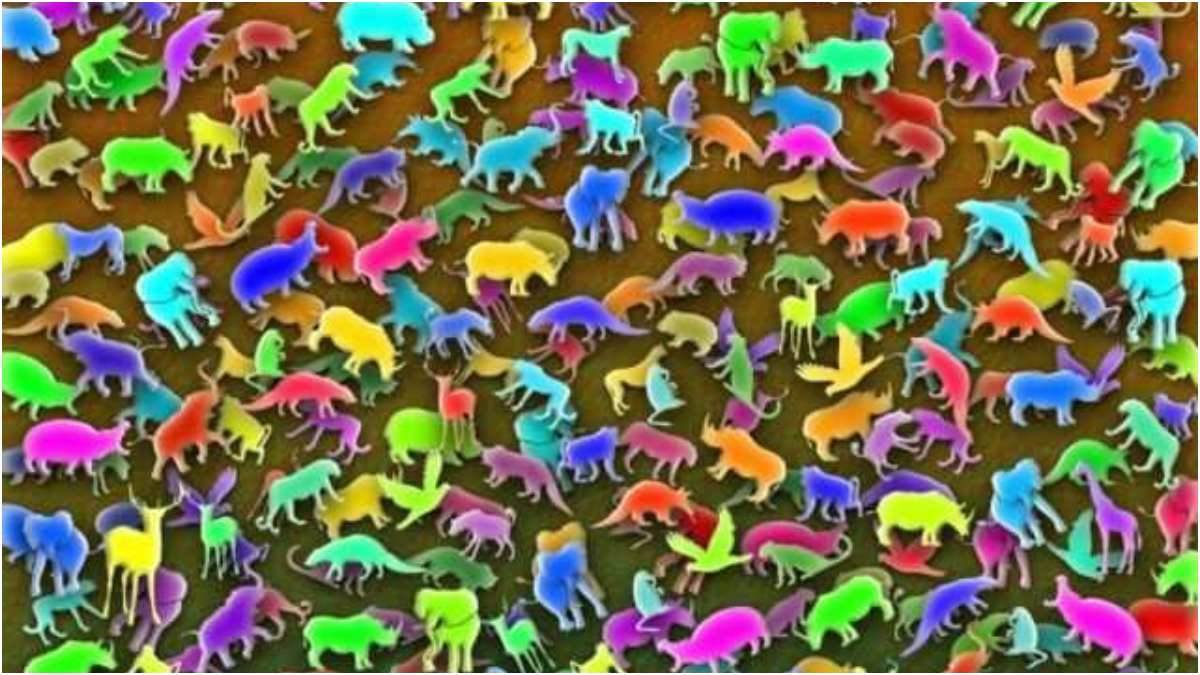 https://www.jagranimages.com/images/newimg/01032023/01_03_2023-optical-illusion-giraffe-main_23344223.jpg