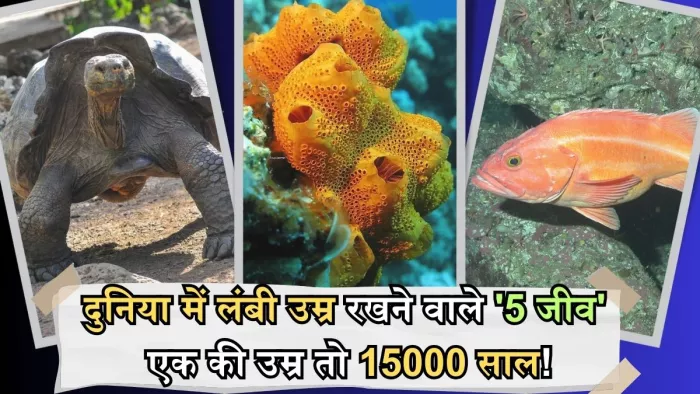 दुनिया के इन 5 जीवों की उम्र जानकर आप भी रह जाएंगे हैरान