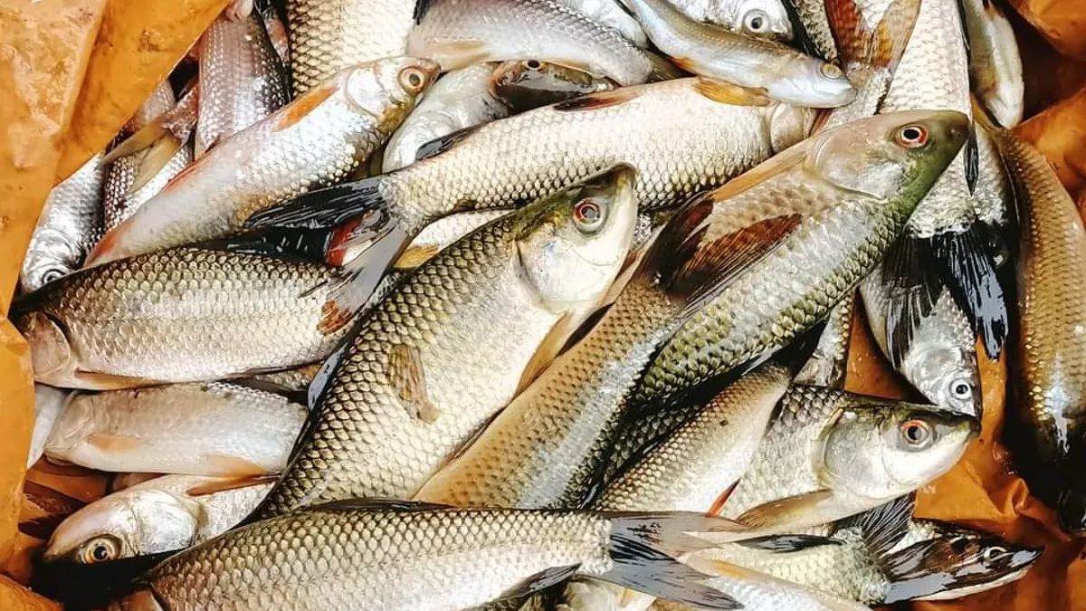 mithila rohu fish mithila rohu fish is sure to get gi tag fishermen will get global market income will increase