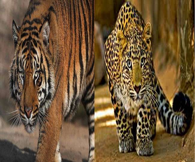 tiger and leopard killed six people in fatehpur range within three months