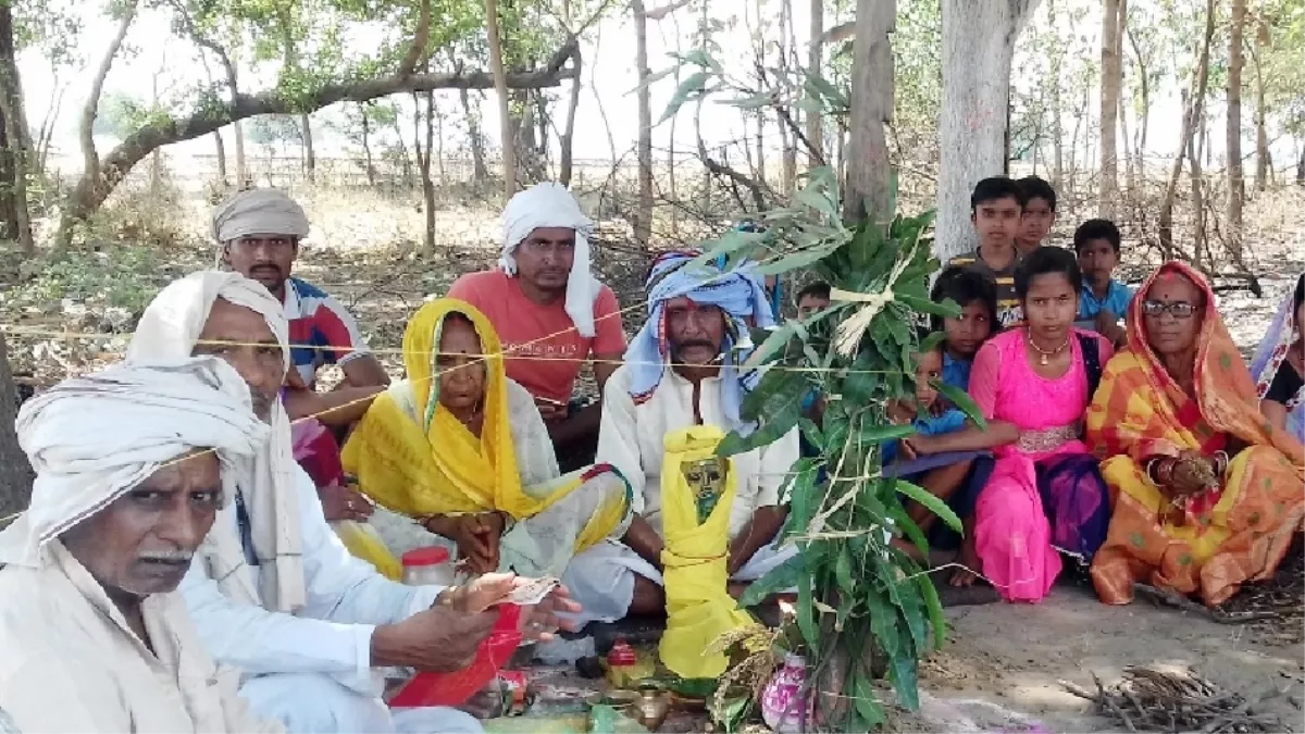 बिहार की परंपरा: काठ का दूल्हा और आम के पेड़ को बनाया दुल्हन, पहले कराते हैं शादी तब फल खाते हैं परिवार के लोग
